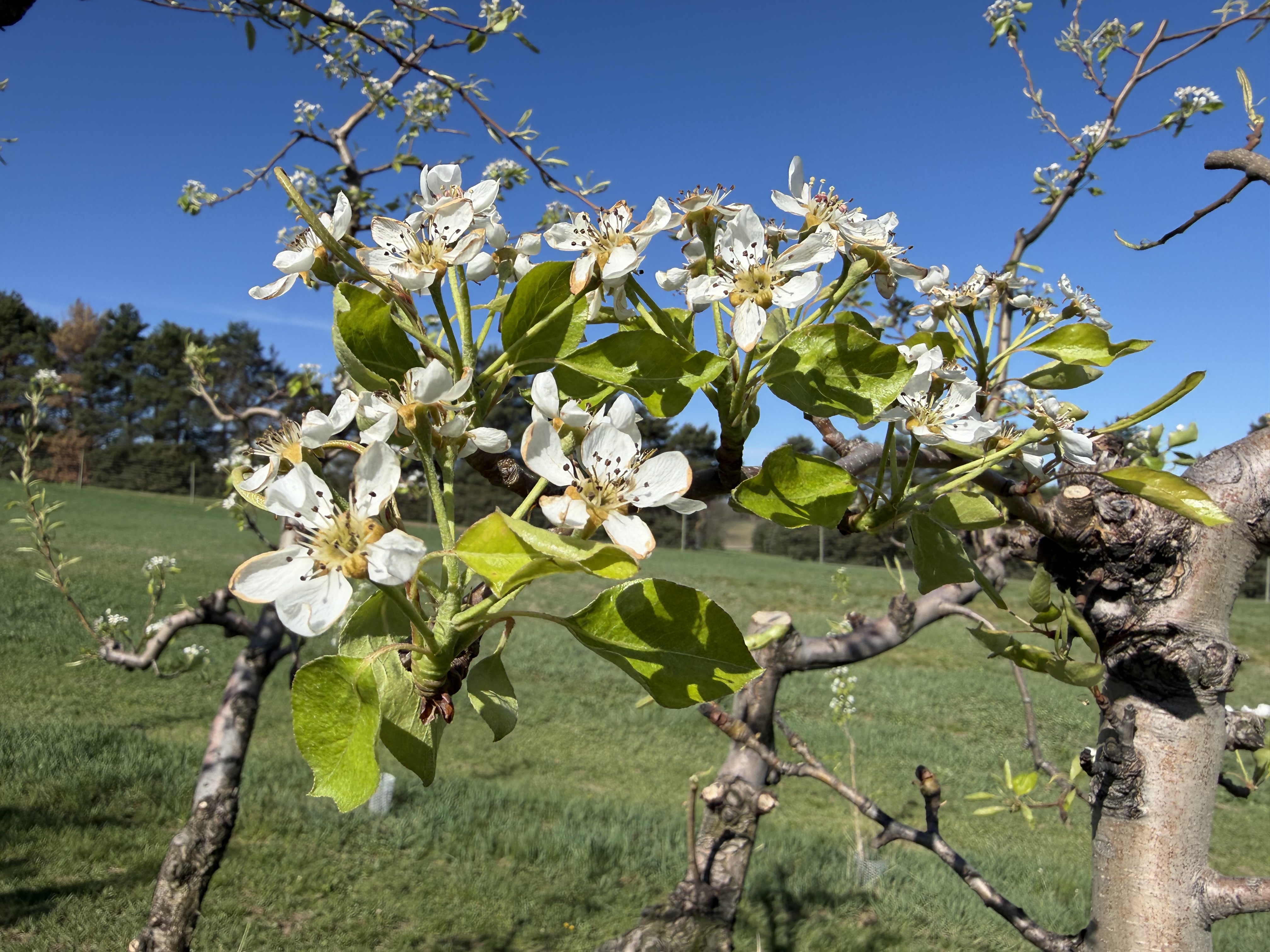 Shenandoah4-22-26_Dan Dick.JPG